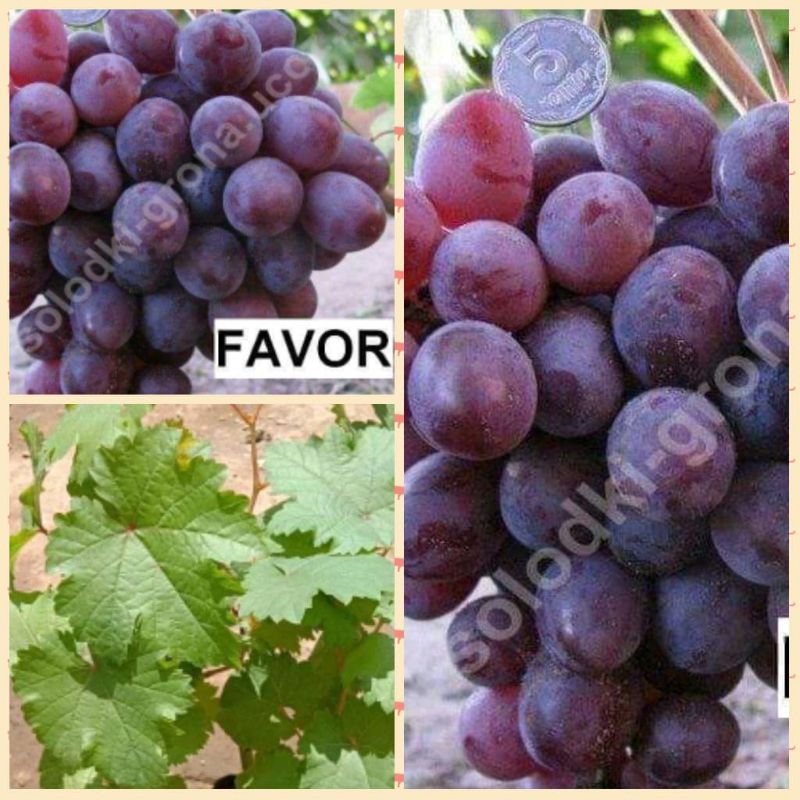 bibit anggur favor import stek batang