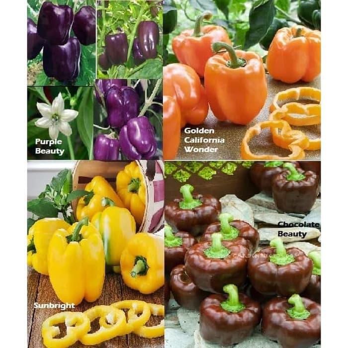Paket Hemat Benih Bibit Sayur Paprika isi 4 Jenis Warna Menarik