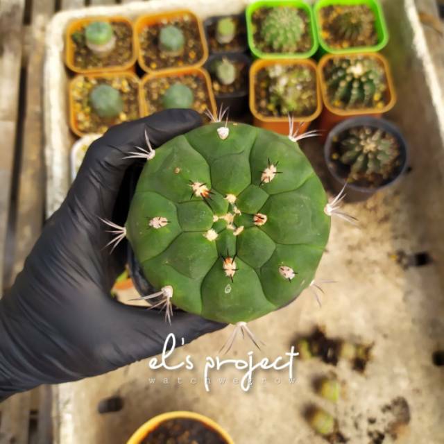 Tanaman hias kaktus ownroot gymnocalycium saglionis 9cm