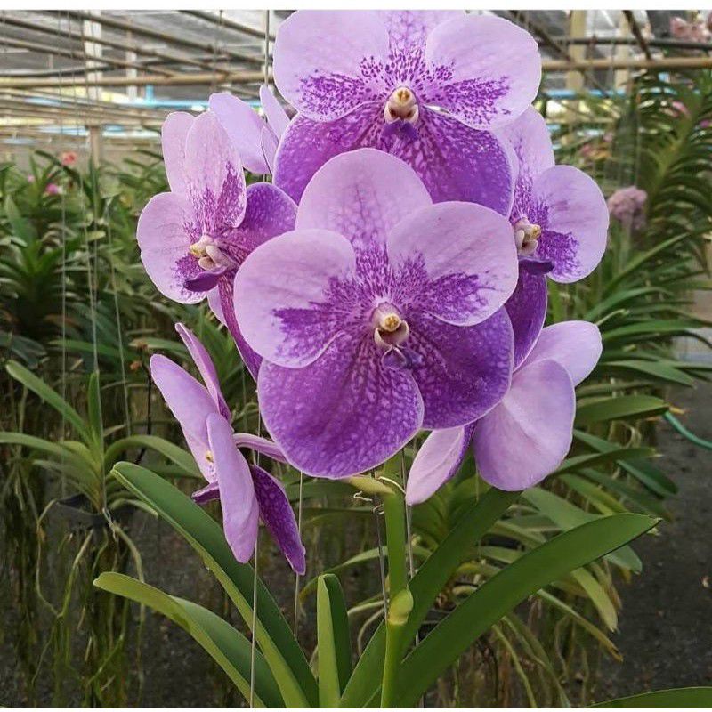 PROMO! TANAMAN HIAS ANGGREK VANDA// PURPLE