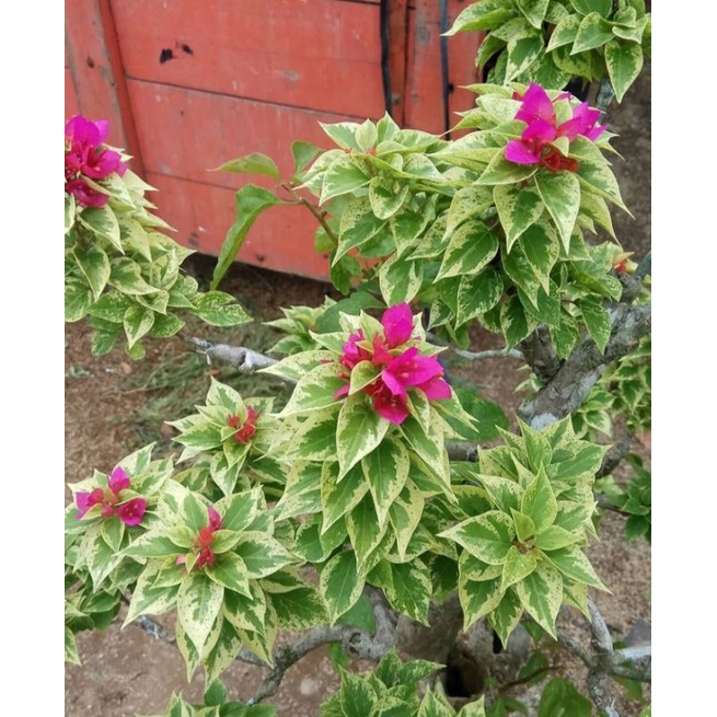 Tanamam Hias Bougenville Singapore Varigata