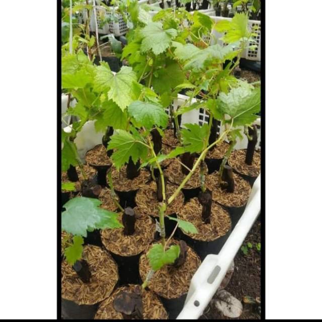 Bibit Anggur Import MUSCAT BRILIANT Grafting