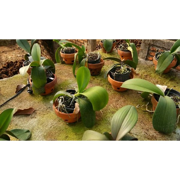 Anggrek Bulan Taiwan