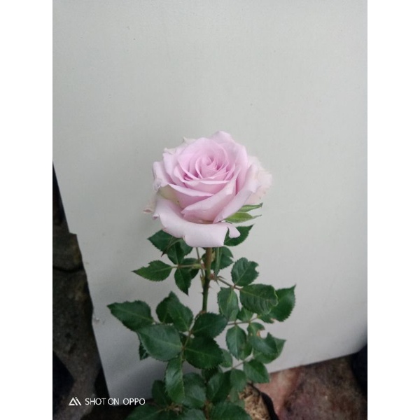 bunga mawar warna ungu muda