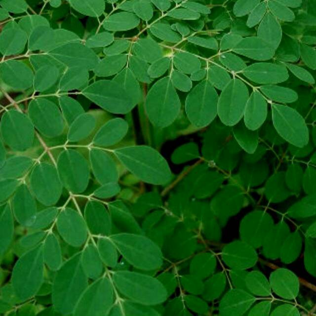 

Daun Kelor Herbal 200 Gram(Non Paetisida & Kimia)
