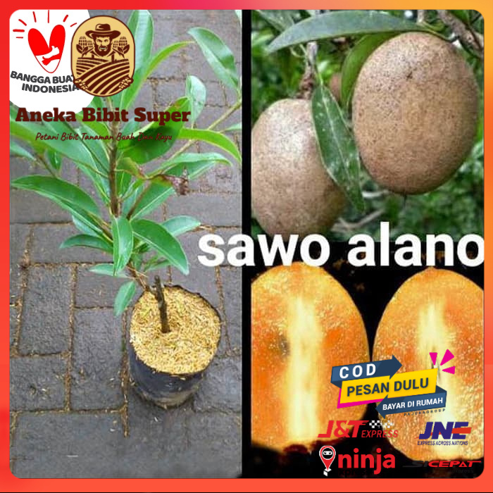 Bibit tanaman buah Sawo Alano Jumbo