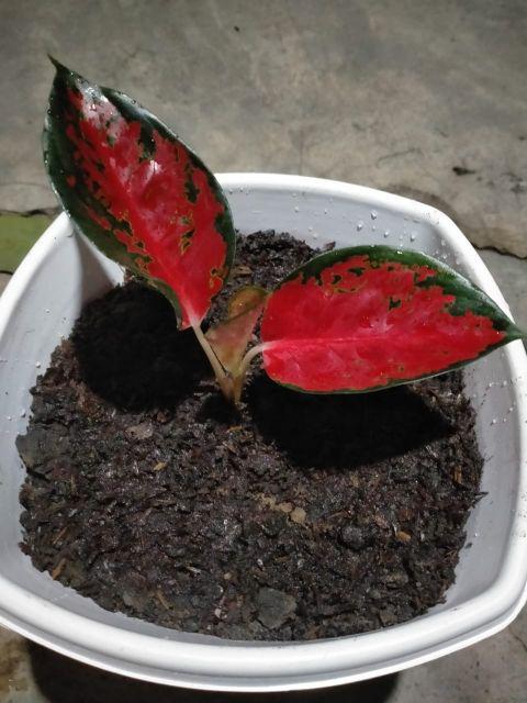 Aglonema Suksom Jaipong Anakan