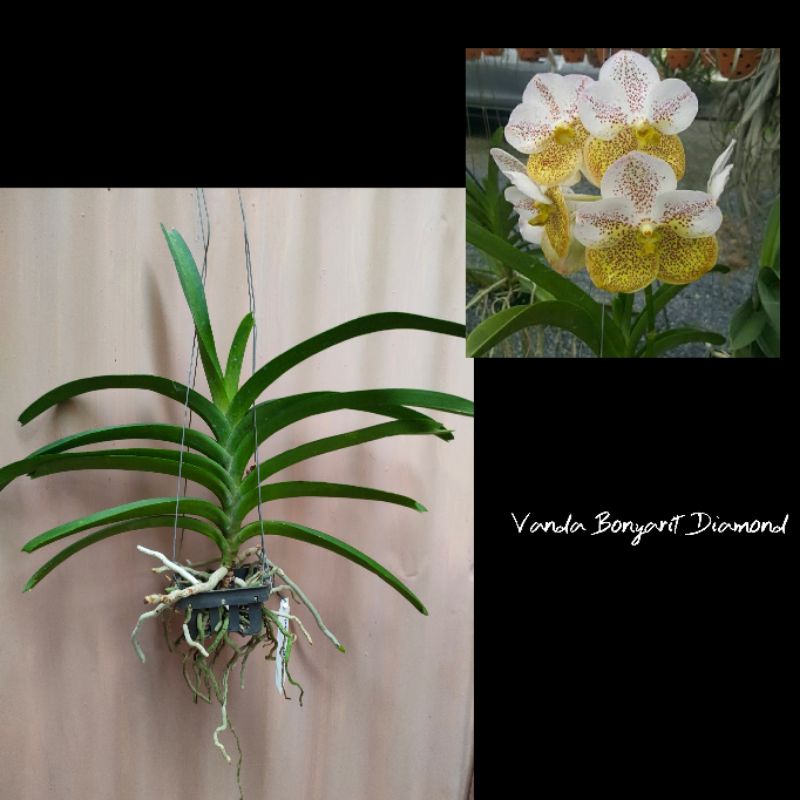 

vanda