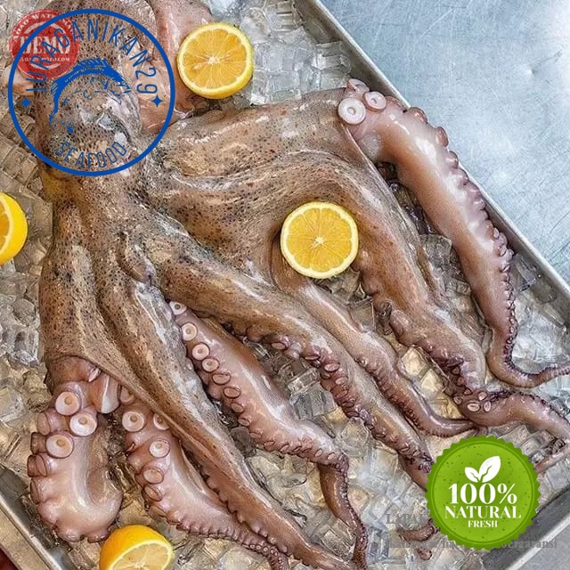 

Gurita Octopus Segar 1~Kilogram