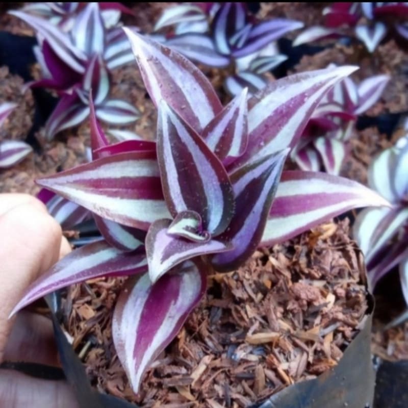 Tanaman Hias Tradescantia Purpurea Zebrina - Bunga Zebrina Ungu