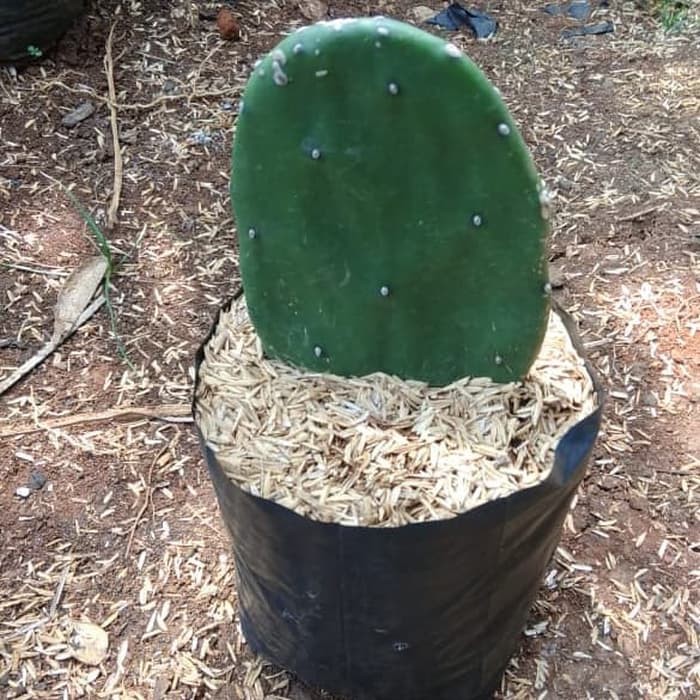 tanaman kaktus centong, kaktus centong ,pohon kaktus