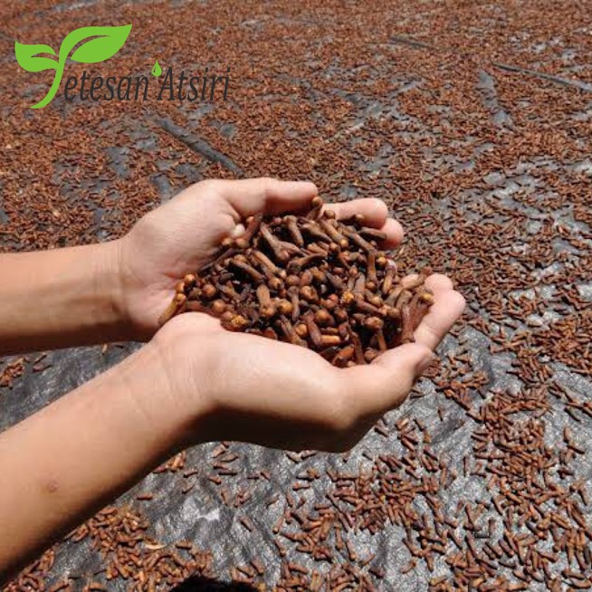 250ml minyak atsiri cengkeh murni 100% clove pure essential oil 100% tanpa campuran