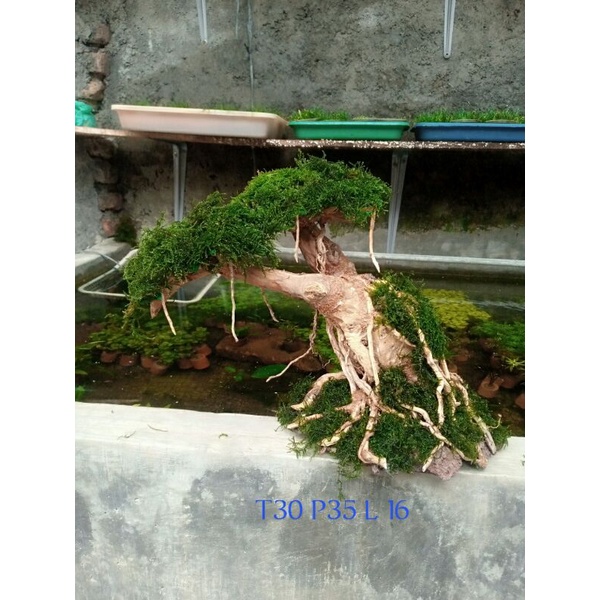 Jual bonsai aquascape Shopee Indonesia