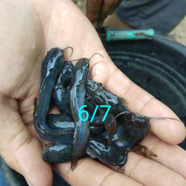 Bibit ikan lele sangkuriang 6-7