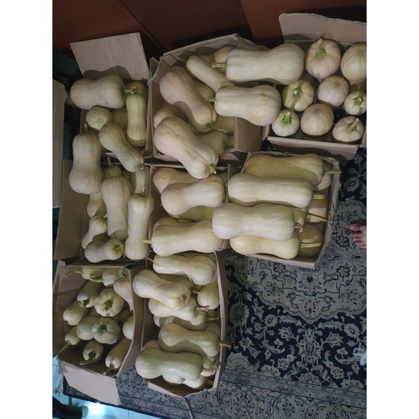 

harga untuk 1 kg Labu madu Jakarta/Butter nut Pumpkin jakarta(hasil pertanian sendiri)