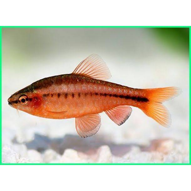 ikan hias cherry barb