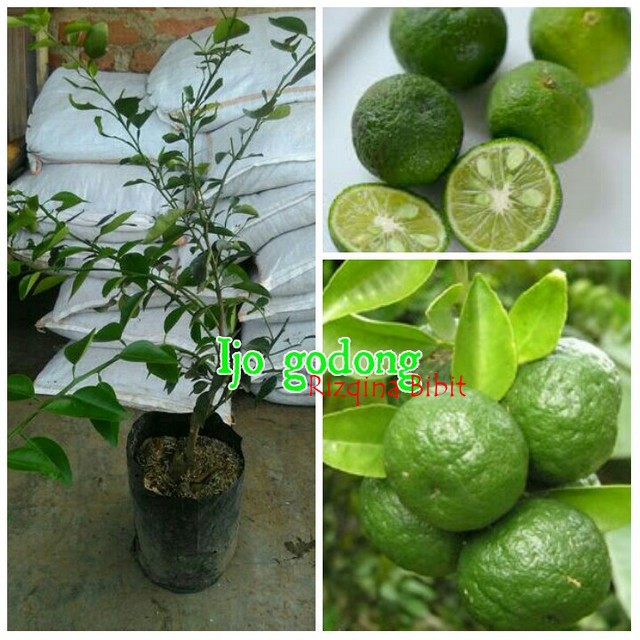 Bibit Jeruk limau Berbuah