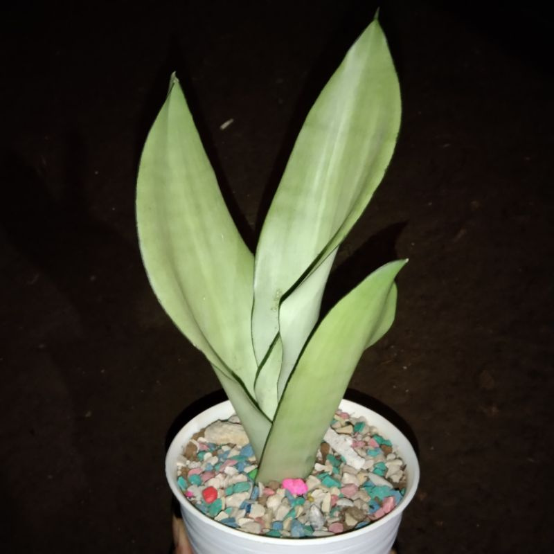 sansevieria moonshine