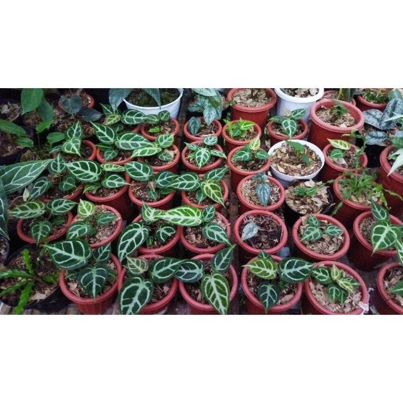 kuping gajah silver mangkok dorayaki