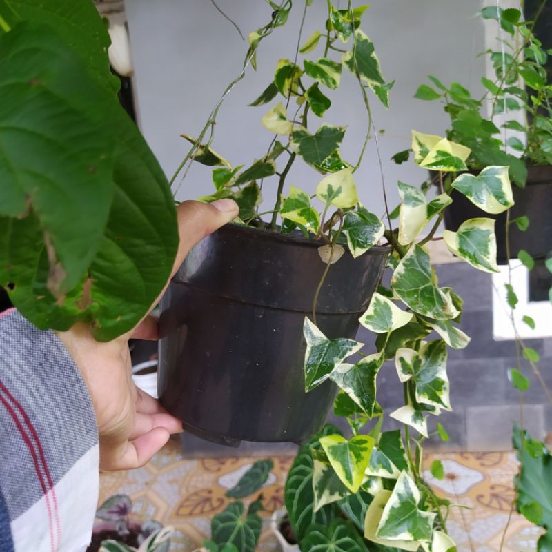 ivy variegata, ivy english variegata