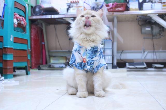 [Bahan adem] Baju pantai lucu warna biru untuk kucing dan anjing / baju kucing murah size S M L XL