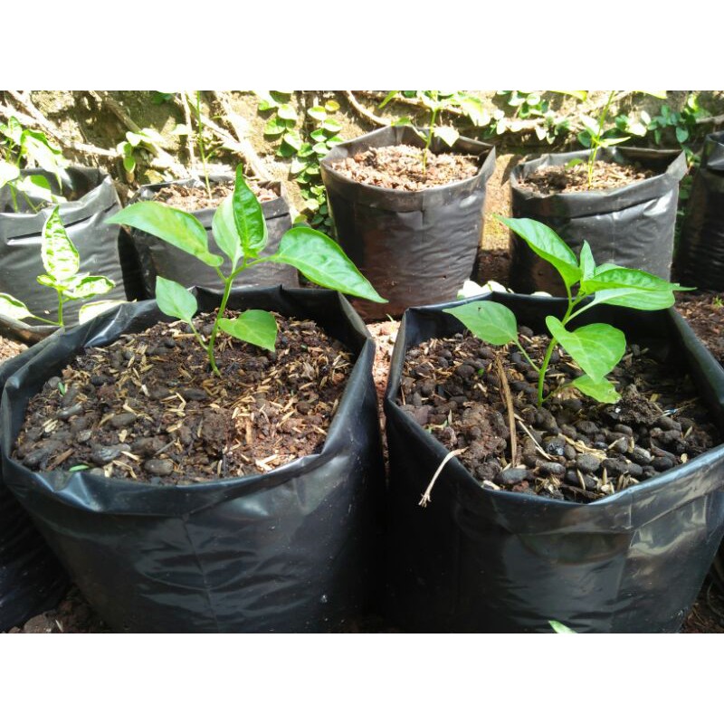 Bibit cabai - cabai rawit