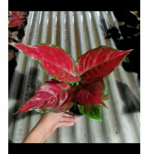 tanaman hias aglonema red anjamani