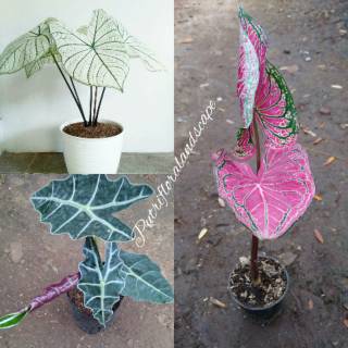 Tanaman Hias Keladi Merah Langka - Caladium SP Hias Daun ...