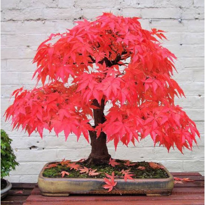 Biji / Benih / Bibit - Red Maple japanese for bonsai Seeds - Import