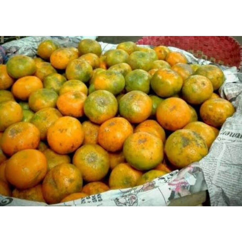 

Jeruk Medan fresh 1kg