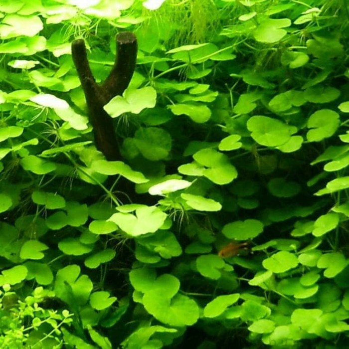 

Kalengbuah- Hydrocotyle Leucocephala -Buah-Kaleng.