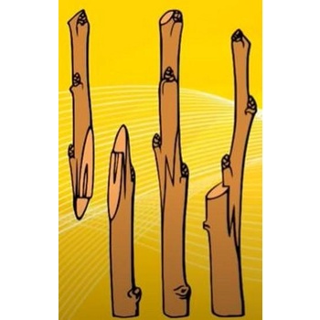 Ready Entres Anggur Jenis Premium Ningrat Langka Kualitas Terjamin