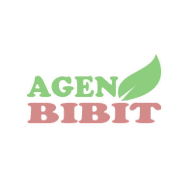 b3h Bibit Jambu Air - Jambu Air Merah - Pohon Jambu Air Kancing Merah vcet