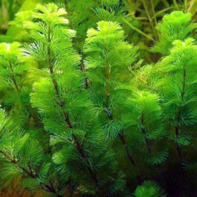 Tanaman aquascape 10 12 BATANG tanaman cabomba Tanaman aquascape 10 12 BATANG tanaman cabomba