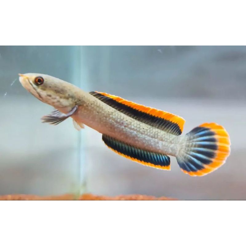 LIMBATA FULL RIM MERAH (channa gachua)