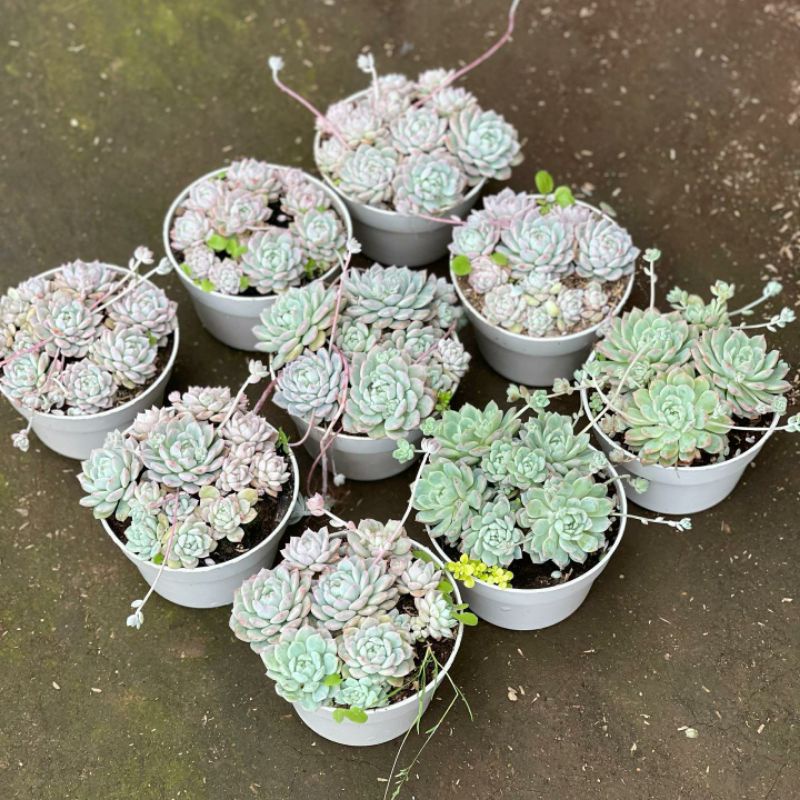 Sukulen Paket Echeveria Prolifica + Pot 15cm