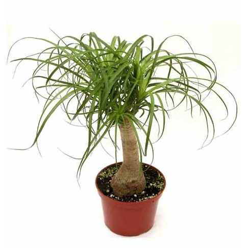 Tanaman Nolina (Ponytail Palm) - BB Plant