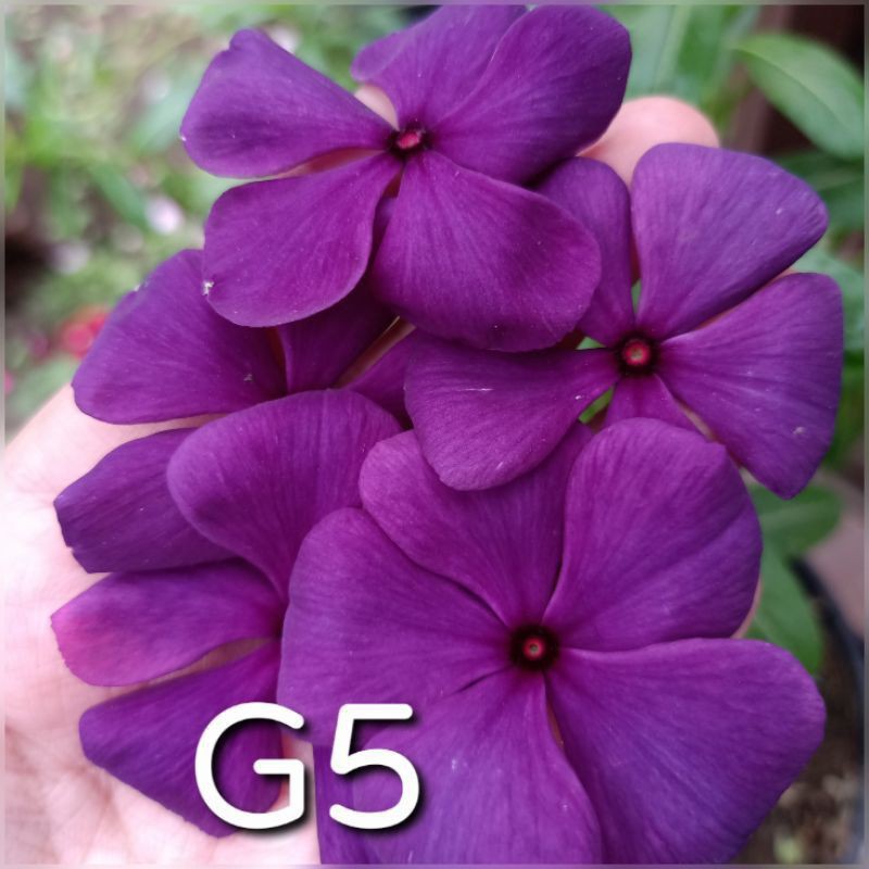 Jual Benih Bibit Bunga Vinca Gantung