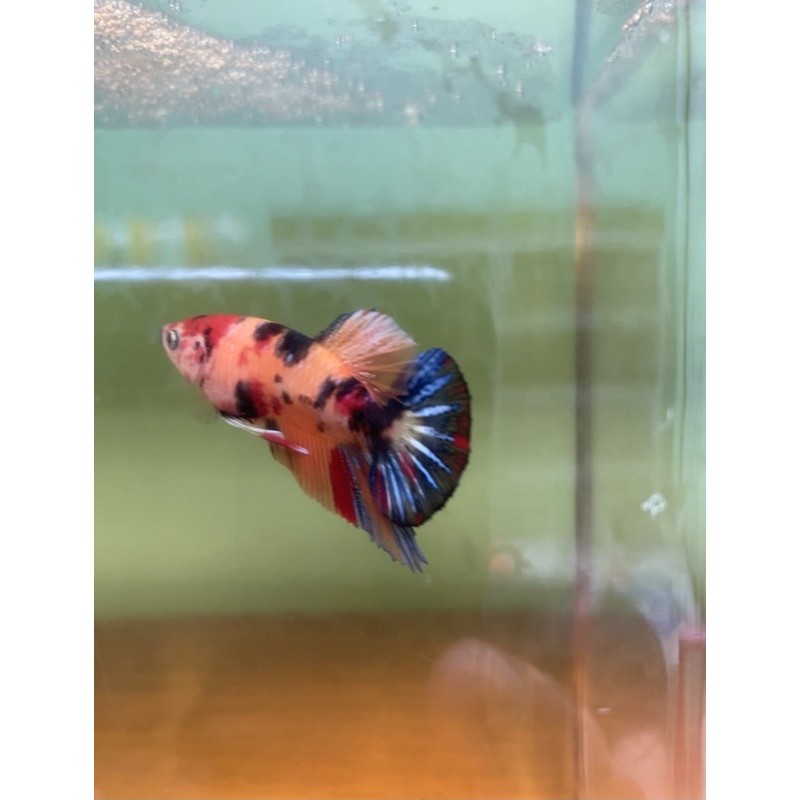 multicolour yellow base