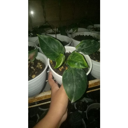 baby philodendron birkin