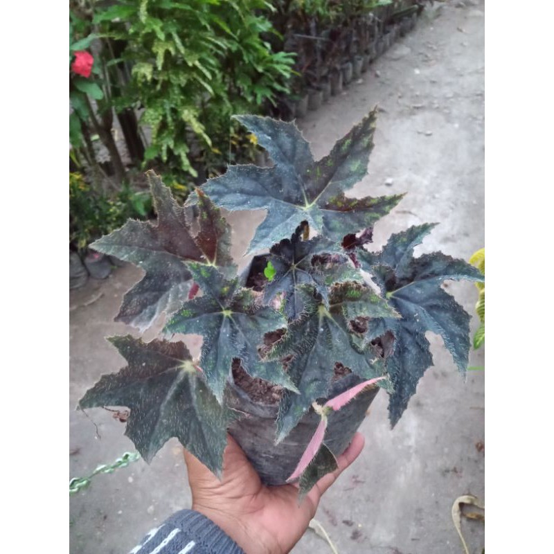 tanaman hias begonia stars black