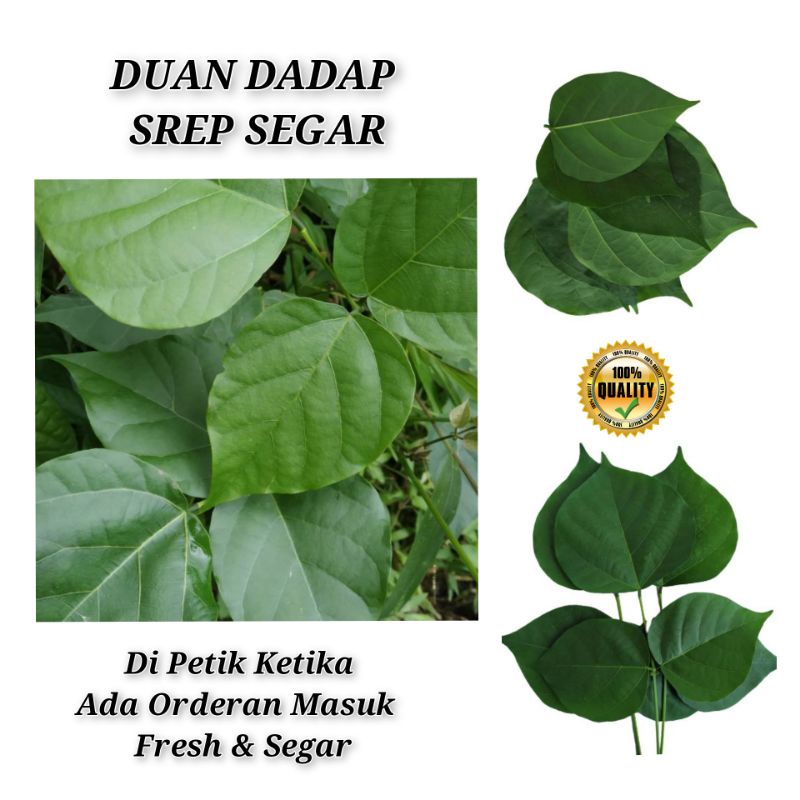 

DAUN DADAP SREP SEGAR OBAT HERBAL 250 GRAM