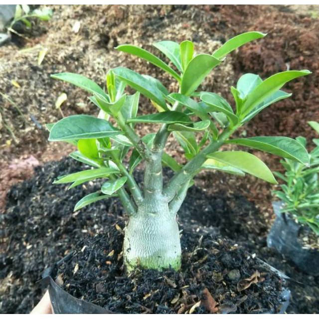 bibit tanaman adenium bunga putih bonggol besar bahan bonsai kamboja jepang