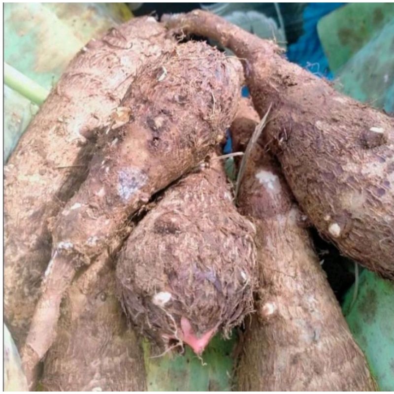 

Umbi Talas Pulen Segar 1Kg