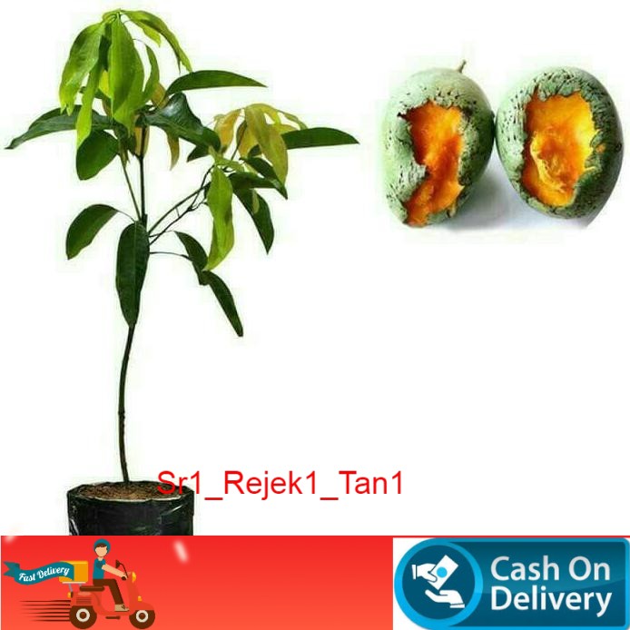 Bibit Mangga Manalagi Okulasi Cepat Berbuah