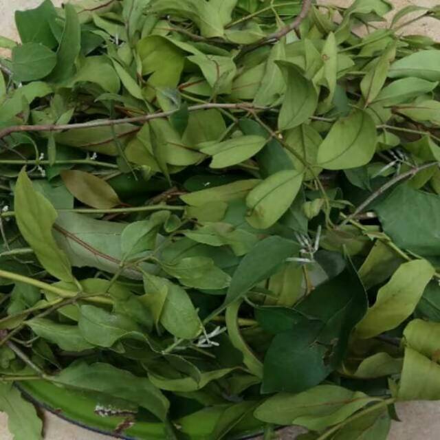 

Daun Benalu Jeruk Nipis segar dan Kering