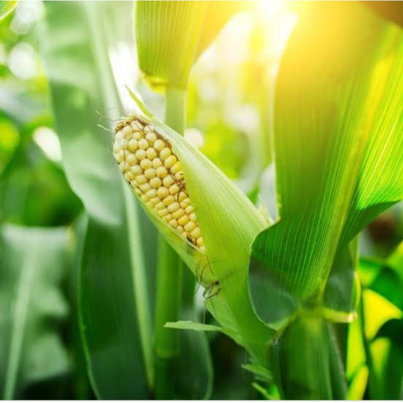 

JUAL BIBIT/BENIH JAGUNG MANIS
