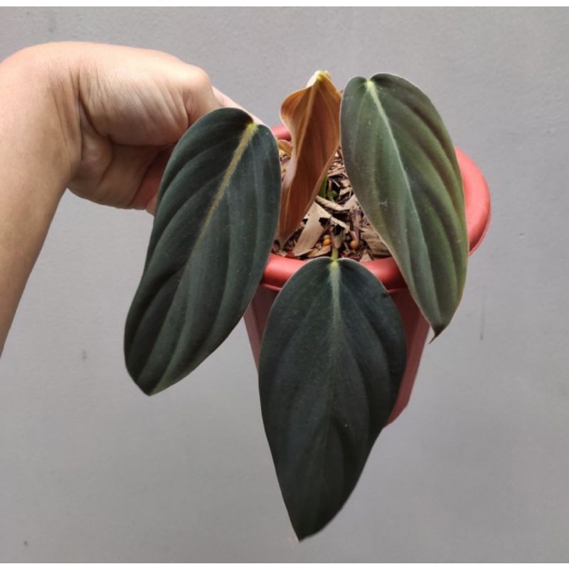 Philodendron Gigas