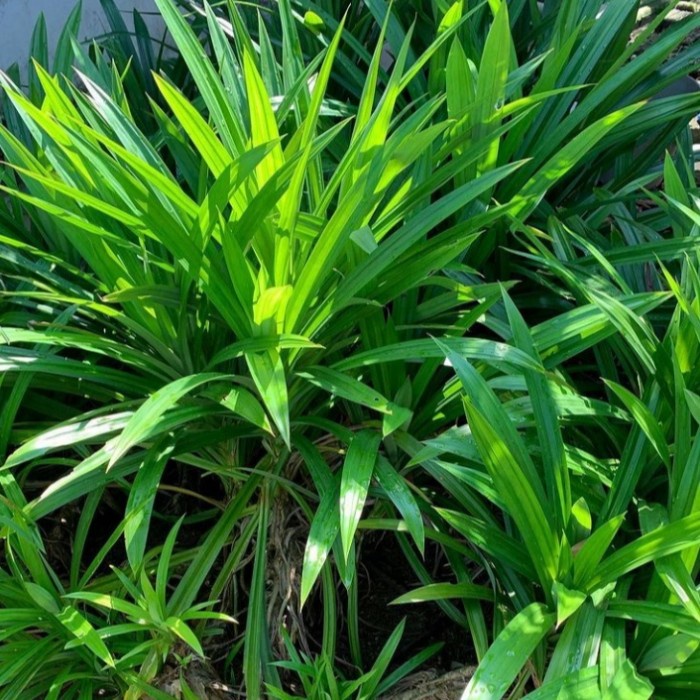 

New Daun pandan wangi netto 100 gram original terjangkau