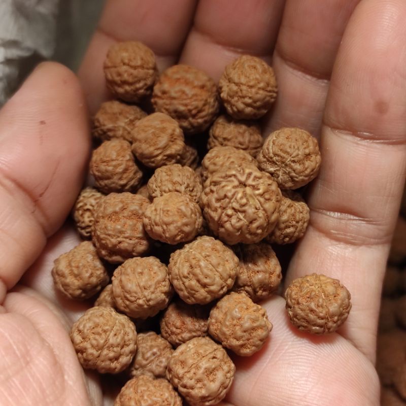 110 butir biji jenitri rudraksha mukhi 5